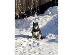 Adopt Karanei a Tricolor (Tan/Brown & Black & White) German Shepherd Dog /