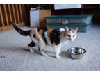 Adopt Abby a Calico or Dilute Calico Calico / Mixed (short coat) cat in Cable