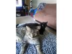 Adopt Kit kat a Tan or Fawn (Mostly) Havana Brown / Mixed (medium coat) cat in