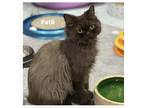 Adopt Fatii a Black (Mostly) Persian (long coat) cat in Fairfax, VA (39141062)