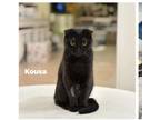 Adopt Kousa a All Black Scottish Fold (short coat) cat in Fairfax, VA (39141034)