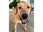 Adopt River a Brown/Chocolate Labrador Retriever / Great Dane / Mixed dog in