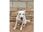 Adopt Snowball a White Labrador Retriever / Border Collie / Mixed dog in