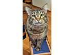 Adopt TOBY - Offered by Owner a Brown Tabby Domestic Shorthair / Mixed (short