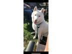 Adopt Shiloh a White - with Gray or Silver Husky / Mixed dog in Riverside