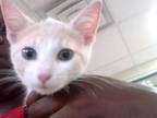 Adopt LOVELACE a Cream or Ivory (Mostly) Domestic Shorthair / Mixed (short coat)