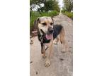 Adopt Mollie a Brown/Chocolate - with Black Beagle / Great Dane / Mixed dog in