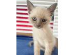 Adopt Iceman a Cream or Ivory (Mostly) Siamese (short coat) cat in Greensboro