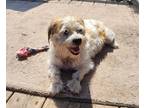 Adopt Benji ~special needs~ a Jack Russell Terrier dog in Plymouth