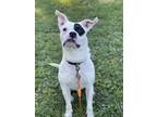 Adopt Alphie a White - with Black Boston Terrier / Pit Bull Terrier / Mixed dog