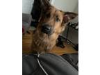 Adopt Ocean a Brown/Chocolate - with Black German Shepherd Dog / Chow Chow /