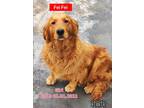 Adopt FeiFei - COMING SOON a Golden Retriever / Mixed dog in West Hollywood