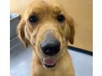 Adopt Katie - COMING SOON a Golden Retriever / Mixed dog in West Hollywood