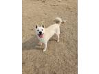 Adopt JiYong a White Shiba Inu / Jindo / Mixed dog in Port Coquitlam