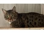 Adopt Rico a Brown Tabby Domestic Shorthair (short coat) cat in Medford