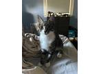 Adopt Mimi a Brown Tabby Domestic Shorthair (short coat) cat in Medford
