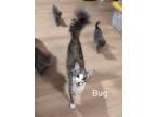 Adopt Bug a Gray, Blue or Silver Tabby Domestic Mediumhair (medium coat) cat in