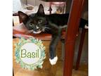 Adopt Baby Basil a Black & White or Tuxedo Domestic Shorthair / Mixed (short