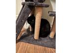 Adopt juliette a Black (Mostly) American Shorthair / Mixed (medium coat) cat in