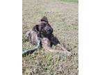 Adopt Lenny a Brindle Boxer / Labrador Retriever / Mixed dog in Southbury