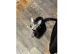Adopt Cola a Brown Tabby Domestic Shorthair (short coat) cat in Medford