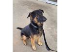 Adopt Sarge HW+ a Black - with Tan, Yellow or Fawn German Shepherd Dog / Mixed