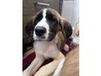 Adopt Dorothy a Brown/Chocolate - with White St. Bernard / Mixed dog in Albany