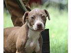 Adopt Pi a Brown/Chocolate - with White Labrador Retriever / Boxer / Mixed dog