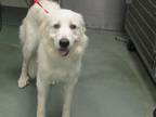 Adopt Alynna a Great Pyrenees / Mixed dog in Raleigh, NC (39140439)