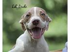 Adopt Lil Dude a Gray/Silver/Salt & Pepper - with White Weimaraner / Boxer /