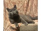 Adopt Shadow a Gray or Blue Russian Blue (short coat) cat in Harrisburg