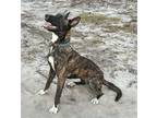 Adopt Bandit a Brindle - with White Dutch Shepherd / Mixed dog in Melrose