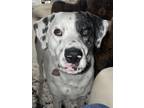 Adopt Eloise a White - with Black Dalmatian / Great Dane / Mixed dog in Muncie