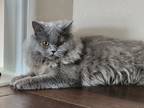 Adopt Freya a Gray or Blue (Mostly) Scottish Fold / Mixed (long coat) cat in