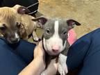 Adopt Beebee a Gray/Silver/Salt & Pepper - with White Pit Bull Terrier dog in