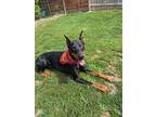 Adopt Diesel a Black - with Tan, Yellow or Fawn Doberman Pinscher / Mixed dog in