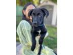 Adopt Tobasco a Black Catahoula Leopard Dog / Mixed dog in Huntington