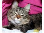 Adopt 41281 - Nala a Norwegian Forest Cat / Mixed cat in Ellicott City