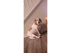 Adopt Gator a White - with Brown or Chocolate Beagle / Mixed dog in Winter