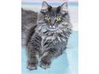 Adopt Marie - KBC a Domestic Longhair / Mixed (long coat) cat in Columbus