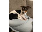 Adopt Fletcher a Brown/Chocolate - with White Rat Terrier / Mixed dog in