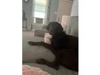 Adopt Scarlet a Brown/Chocolate Labrador Retriever / Mixed dog in