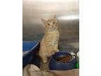 Adopt Frick a Orange or Red Tabby Domestic Shorthair (short coat) cat in