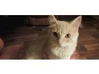 Adopt Chloe a Orange or Red Tabby Domestic Mediumhair / Mixed (medium coat) cat
