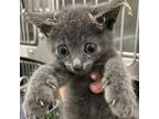Adopt Cobweb a Gray or Blue Domestic Shorthair / Mixed cat in Auburn