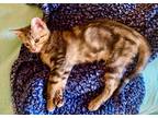 Adopt Reeses a Brown Tabby Domestic Shorthair (short coat) cat in Bentonville