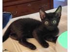 Adopt Harley a All Black Bombay / Mixed (short coat) cat in Knoxville