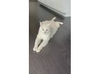 Adopt Ghost a White Domestic Mediumhair / Mixed (medium coat) cat in Macomb