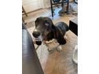 Adopt Emma a Black - with Tan, Yellow or Fawn Basset Hound / Mixed dog in