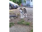 Adopt Ana a Gray/Silver/Salt & Pepper - with White Alaskan Malamute / Mixed dog